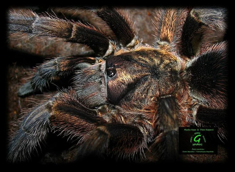 Brachypelma emilia 4. svlek 190 Kč